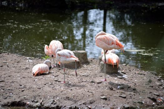flamingos in fota wildlife park near cobh county cork ireland
