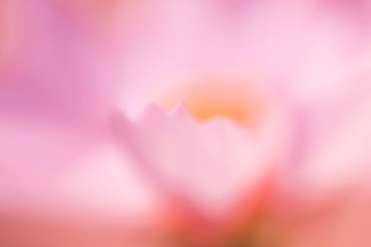 a soft purposefully out of focus shot of a pink cosmos flower background
