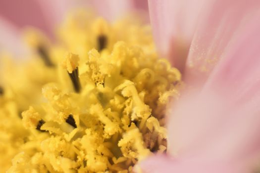 an extreme close up of a cosmos flower pollenating yellow pollen dust