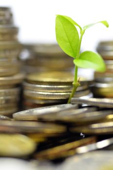 Plant and lot of coins isolated on white background. Money concept