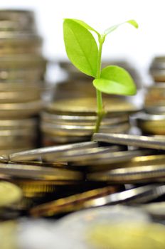 Plant and lot of coins isolated on white background. Money concept