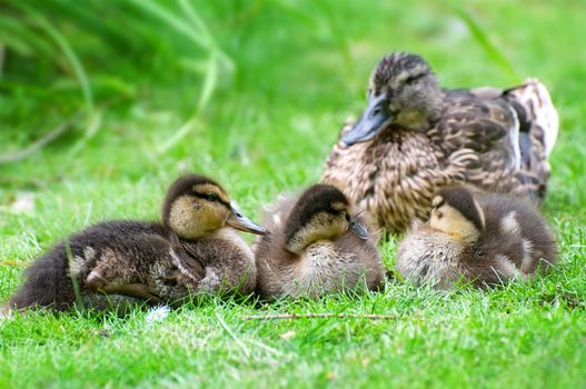 duck and little ducklings