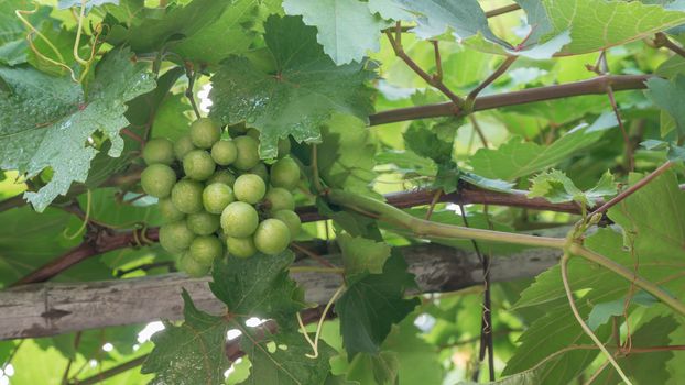 grapes with green leaves on the vine  fresh fruits