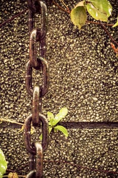 Chain hanging down wall next to leaves