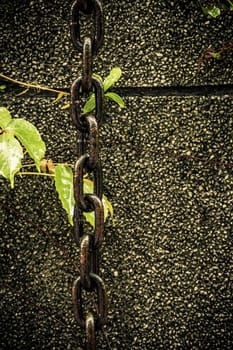 Chain hanging down wall next to leaves