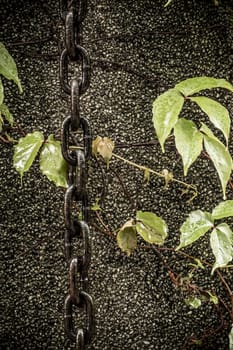 Chain hanging down wall next to leaves