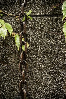 Chain hanging down wall next to leaves