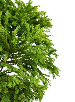 Cryptomeria japonica 'Globosa Nana' (Dwarf Globe Japanese Cedar), isolated on white background