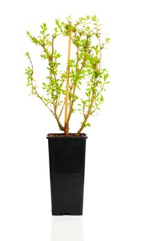 young plant seedlings Goji berry or Lycium barbarum in pot, on white background