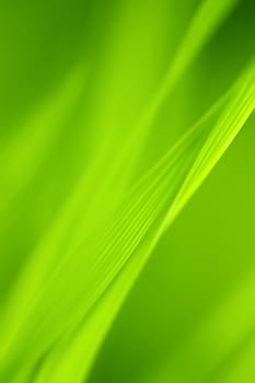 Abstract blurred Grass background.
