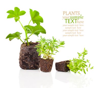 geranium seedlings with roots ready to plant, on a white background