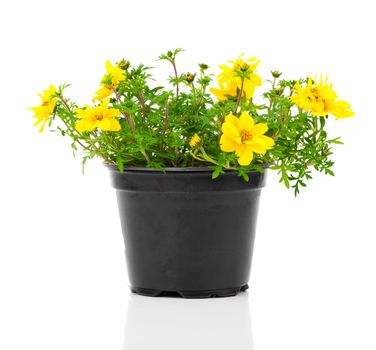 yellow flowers Goldmarie or Bidens ferulifolia or Bidens Goldilocks in a pot, on white background