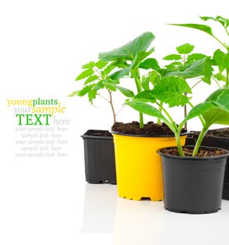 Young seedlings of vegetables ready for planting, in a pot, on white background