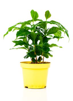 coffee plant tree on a white background