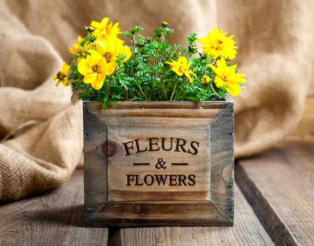 yellow flowers Goldmarie or Bidens ferulifolia or Bidens Goldilocks in a pot, on wooden background