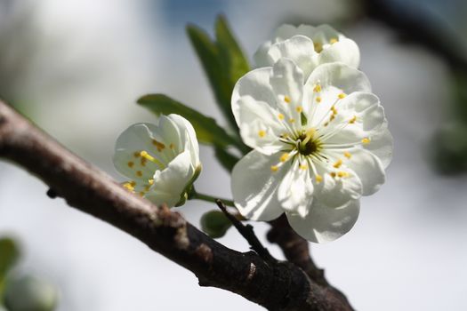 Plum tree