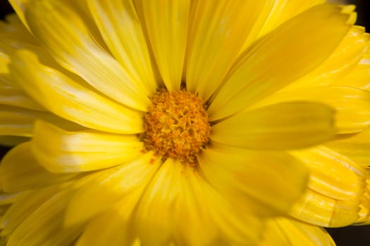 Macro flower colored petal bloom pistil background