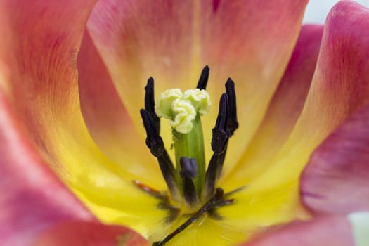 Macro flower colored petal bloom pistil background