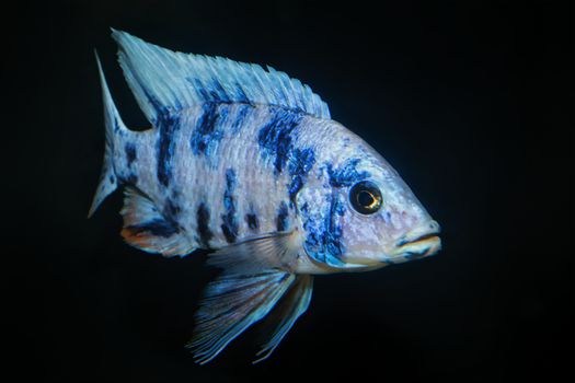 Nice blue OB male of cichlid fish from genus Aulonocara