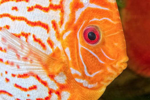 Detail portrait of head of discus aquarium fish