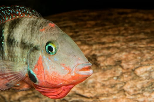 Detail of head of cichlid fish from genus Thorichthys