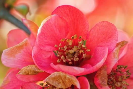 Macro of pink flower with nice blurred background