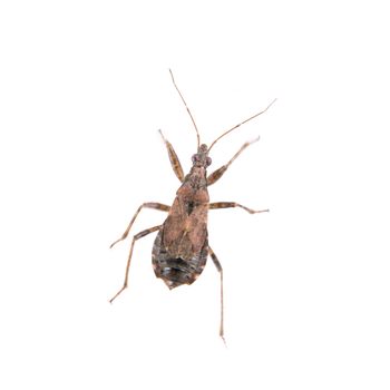 Brown kissing bug isolated on a white background