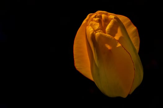 Yellow tulip isolated on a black background