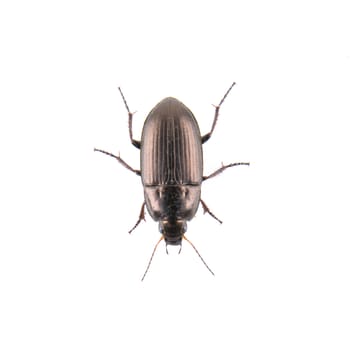 Brown bug isolated on a white background