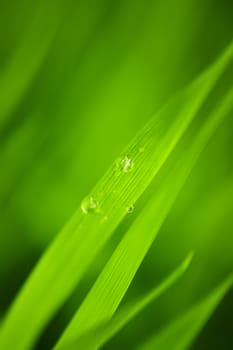 Abstract blurred Grass background.
Soft focus view.
