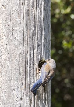 Female Weatern Bluebird getting into the nest to feed her babies with a cricket in her beak.
