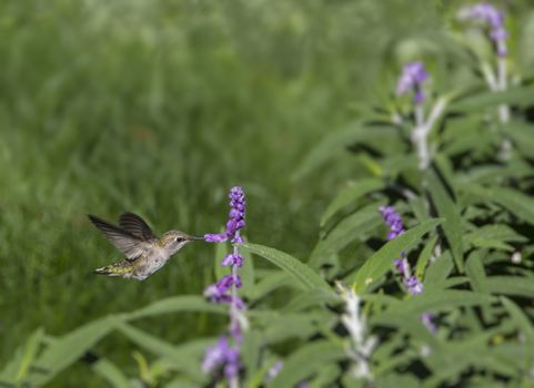 Female Black-chinned Hummingbird, Archilochus alexandri, drinking nectar from a flower.