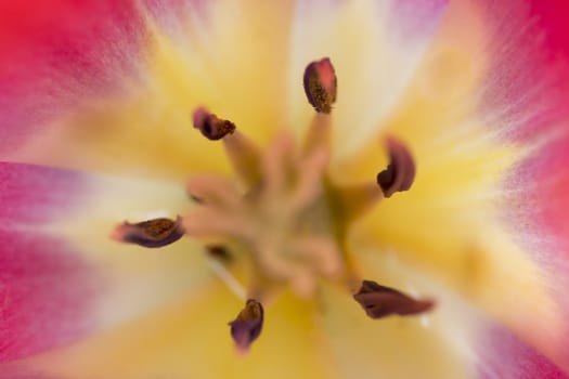 Macro flower colored petal bloom pistil background