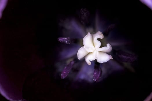 Macro flower colored petal bloom pistil background