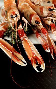 Delicious Raw Langoustines with Rosemary on White Plate Cross Section on Dark Wooden background