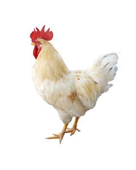 Image of chicken isolated on white background.