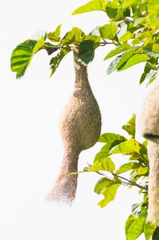 Baya weaver bird nest at a branch of the tree