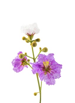 Cananga flower (Cananga odorata) isolated on white background