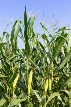 Closeup Corn on the stalk in the field