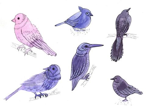 A set of six drawings birds. Watercolor and ink