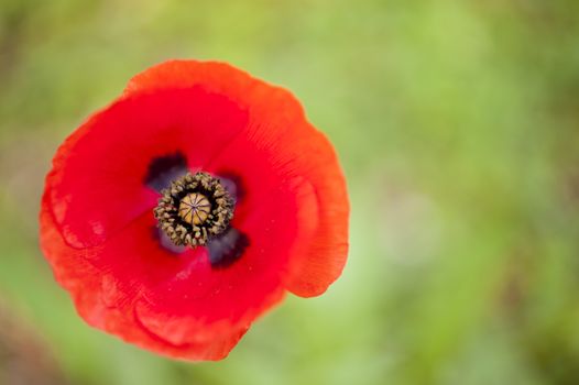 Red poppy flower bud in full bloom