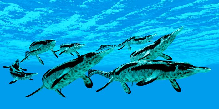 Cymbospondylus ichthyosaurs swim together in a pod searching for prey in a Triassic ocean.