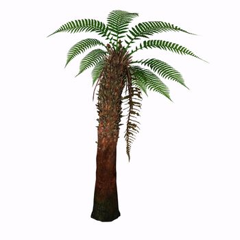 Dicksonia antarctica (Tasmanian Tree Fern) is a slow growing tree fern that in time will reach 15 feet tall with a possible 6-10' spread. 