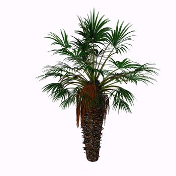  Chamaerops humilis is a shrub-like clumping palm, with several stems growing from a single base. It has an underground rhizome which produces shoots with palmate, sclerophyllous leaves. It is native to Europe.