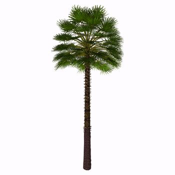 This palm is often found as a thick shrub, with an height of about 2-3 meters. Only occasionally it can grow higher up to 7 meters, and thats when its trunk becomes really visible.