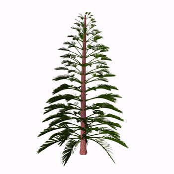 Walchia is a fossil conifer, cypress-like genus of Upper Pennsylvanian (Carboniferous) and lower Permian (about 310-290 Mya). It is found in Europe; also North America.