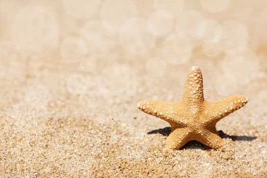 Starfish on Sand 