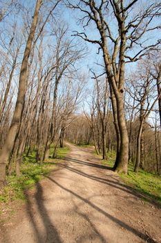 Path through forest on a sunny day