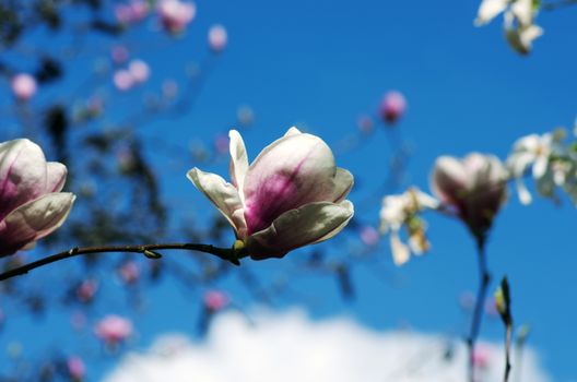 Beautiful Flowers of a Magnolia Tree