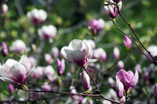 Beautiful Flowers of a Magnolia Tree